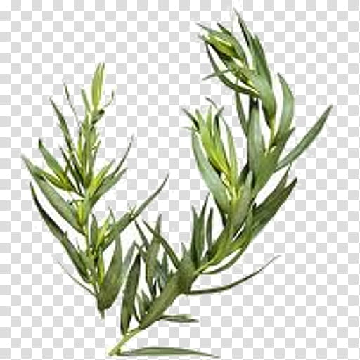 Basil Leaf, Tarragon, Herb, Spice, Parsley, Fines Herbes, Food, Plants transparent background PNG clipart