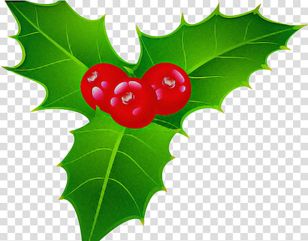 Holly, Leaf, Plant, Flower, American Holly, Tree, Woody Plant, Hollyleaf Cherry transparent background PNG clipart