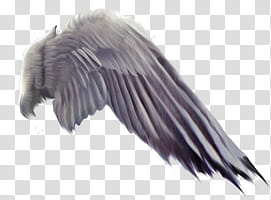 Recursos Alas De Angel , white and gray wing illustration transparent background PNG clipart