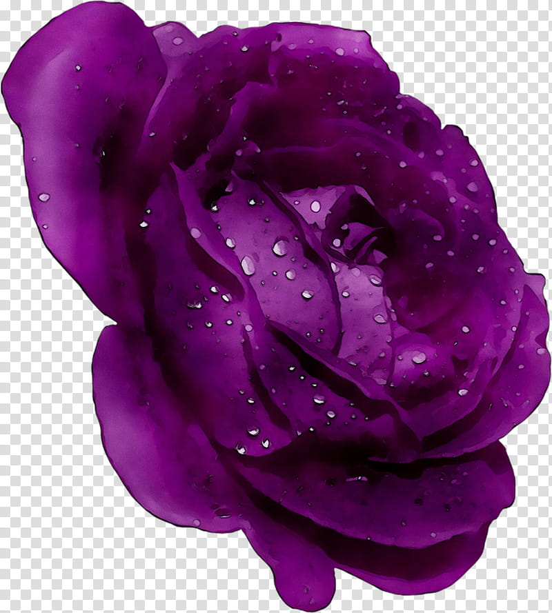 Pink Flower, Garden Roses, Cabbage Rose, Violet, Petal, Purple, Hybrid Tea Rose, Rose Family transparent background PNG clipart