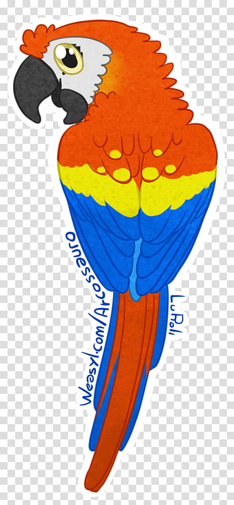 Bird Parrot, Macaw, Scarlet Macaw, Sticker, Beak, Tshirt, Merchandising, Drawing transparent background PNG clipart