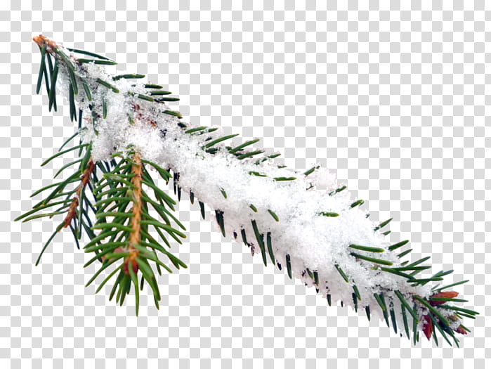 New Year Tree Branch, Spruce, Snow, Season, Blog, Hope, Daytime, Shortleaf Black Spruce transparent background PNG clipart
