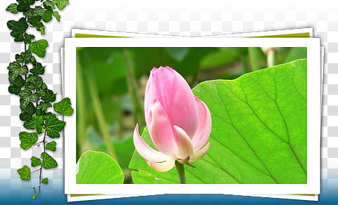 slide show, pink tulip flower screenshot transparent background PNG clipart