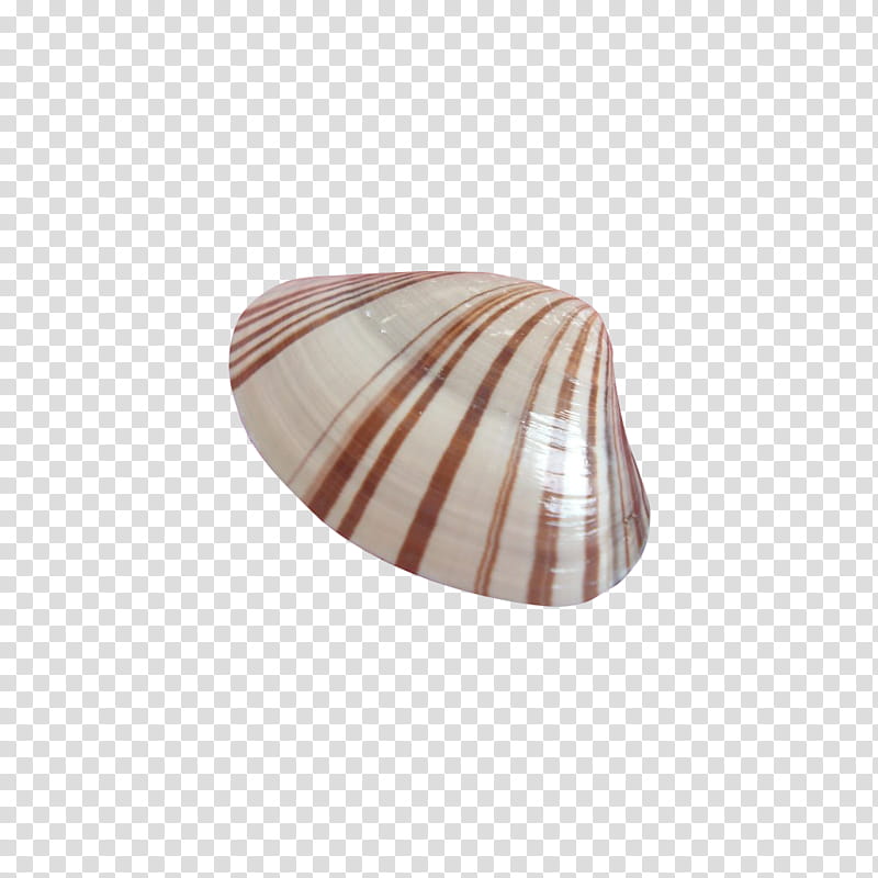 white and brown striped shell transparent background PNG clipart