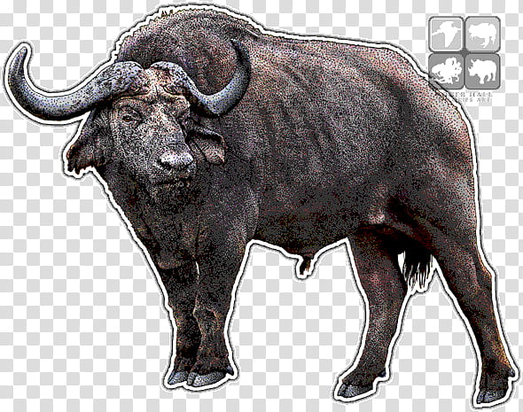Drawing Of Family, African Buffalo, Water Buffalo, Line Art, Syncerus, Bovine, Bull, Horn transparent background PNG clipart