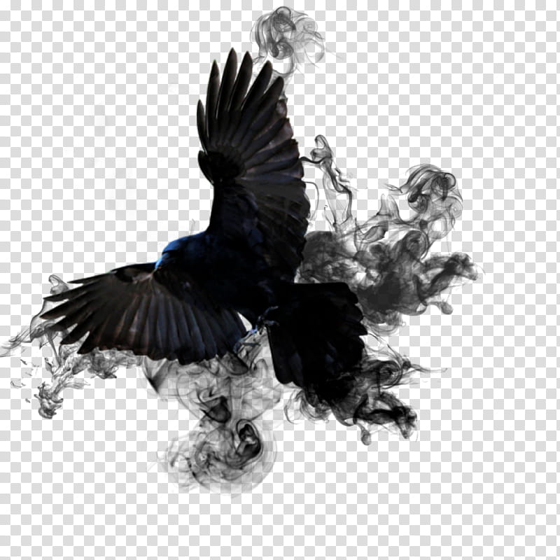 Crow Smoke, black bird illustration transparent background PNG clipart