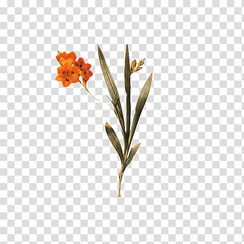 Vintage Flora Items, orange petaled flower illustration transparent background PNG clipart