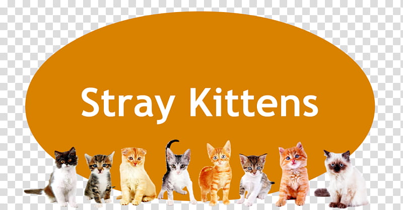 Dog And Cat, Kitten, Cat Food, Dog Breed, Animal Shelter, Pet, Feral Cat, Orijen transparent background PNG clipart