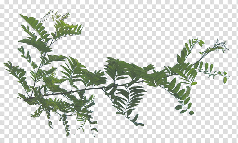 lateral foliage , green leaves transparent background PNG clipart