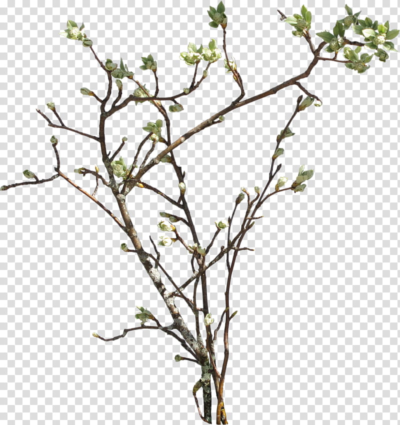 Branches , green leafed tree transparent background PNG clipart