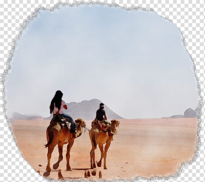 Sky, Dromedary, Mustang, Tourism, Vacation, Ecoregion, Camel, Horse transparent background PNG clipart