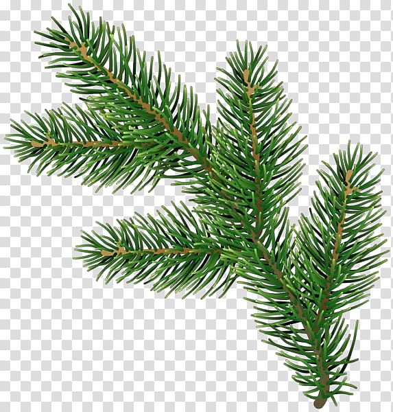 shortleaf black spruce columbian spruce balsam fir yellow fir white pine, Cartoon, Colorado Spruce, Jack Pine, Lodgepole Pine, Silvertip Fir, Tree transparent background PNG clipart