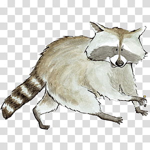 various IX, gray raccoon illustration transparent background PNG clipart