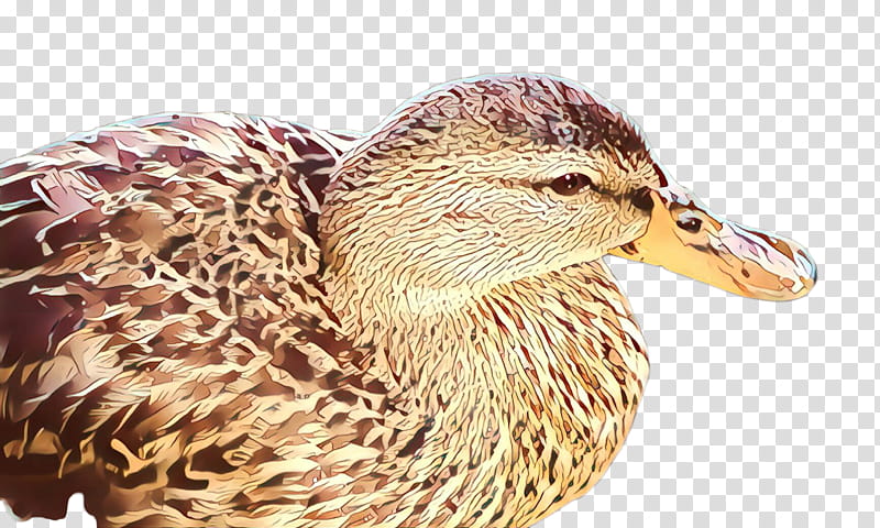 bird duck water bird mallard ducks, geese and swans, Ducks Geese And Swans, Beak, American Black Duck, Waterfowl, Live, Wildlife transparent background PNG clipart