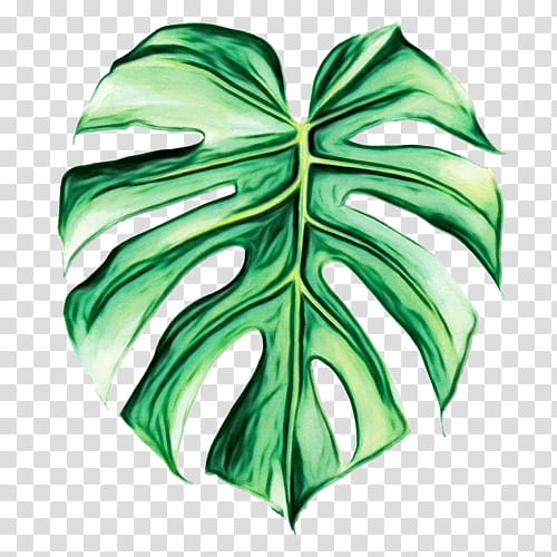 Flower Art Watercolor, Swiss Cheese Plant, Watercolor Painting, Drawing, Leaf, Leaf Painting, Plants, Monstera transparent background PNG clipart