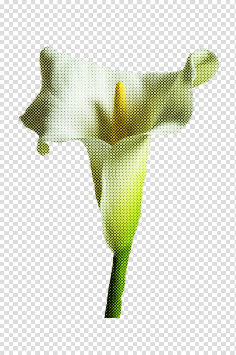 arum white green yellow flower, Giant White Arum Lily, Plant, Alismatales, Arum Family, Plant Stem, Cut Flowers transparent background PNG clipart