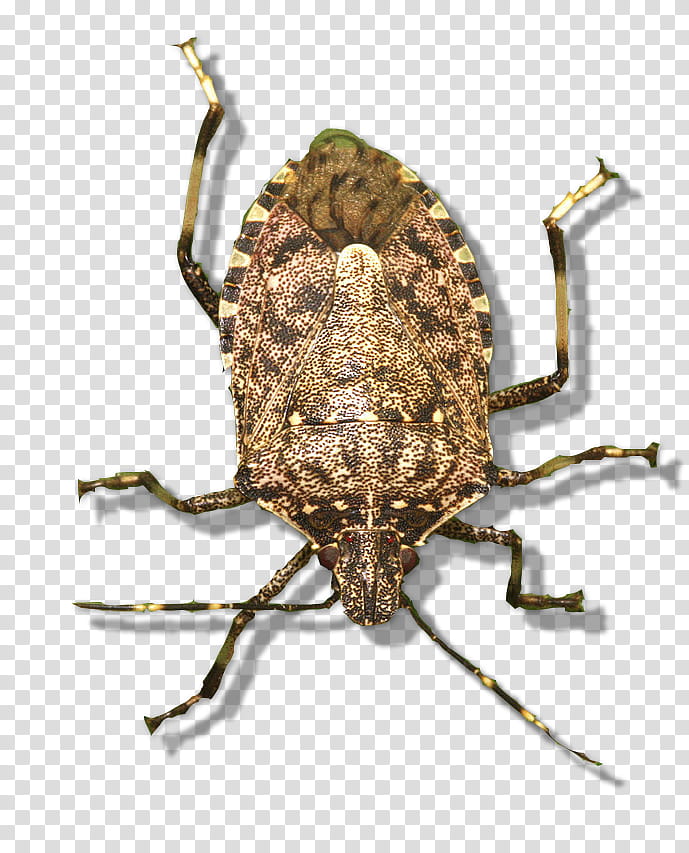 Green Leaf, Brown Marmorated Stink Bug, Weevil, Pest Control, Green Shield Bug, Vermin, Fumigation, Ews transparent background PNG clipart