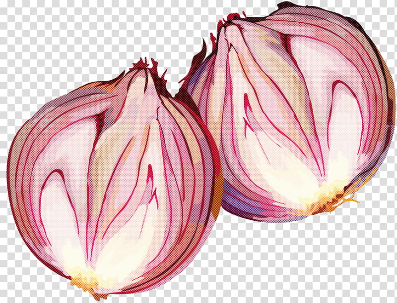 vegetable plant leaf vegetable onion shallot, Food, Allium, Herbaceous Plant, Flower, Red Onion, Amaryllis Family, Radicchio transparent background PNG clipart