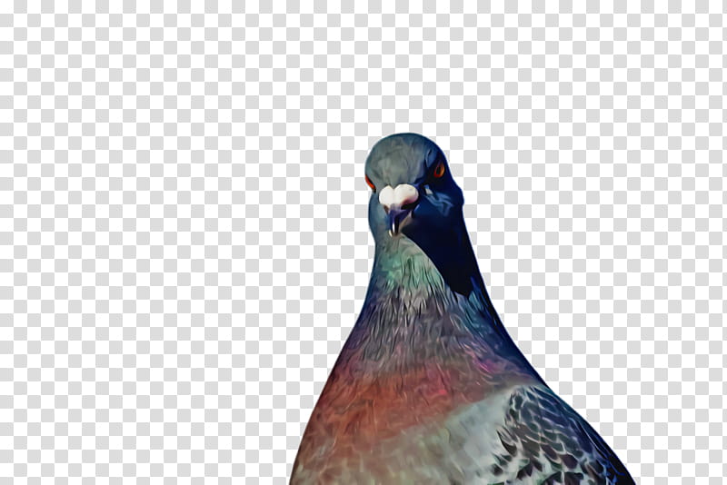 Pigeons and doves Beak Bird Close-up Animal, Closeup, Rock Dove, Neck, Dove, Wildlife transparent background PNG clipart