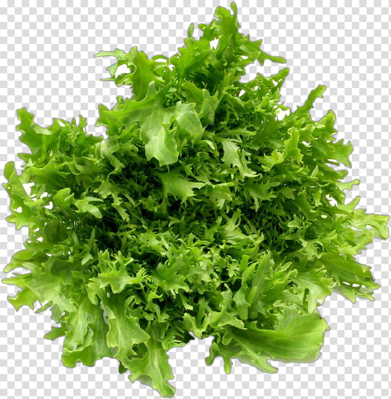 Parsley, Pop Art, Retro, Vintage, Leaf Vegetable, Plant, Food, Lettuce transparent background PNG clipart