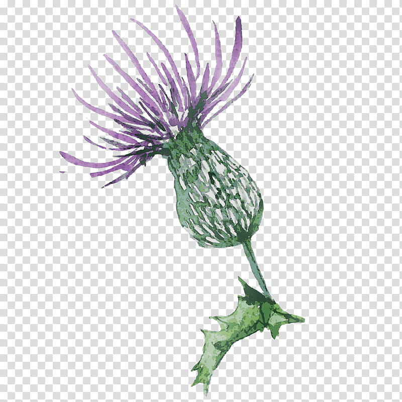Purple Flower, Greater Burdock, Milk Thistle, Plant Stem, Silybum, Plants, Creeping Thistle, Wildflower transparent background PNG clipart