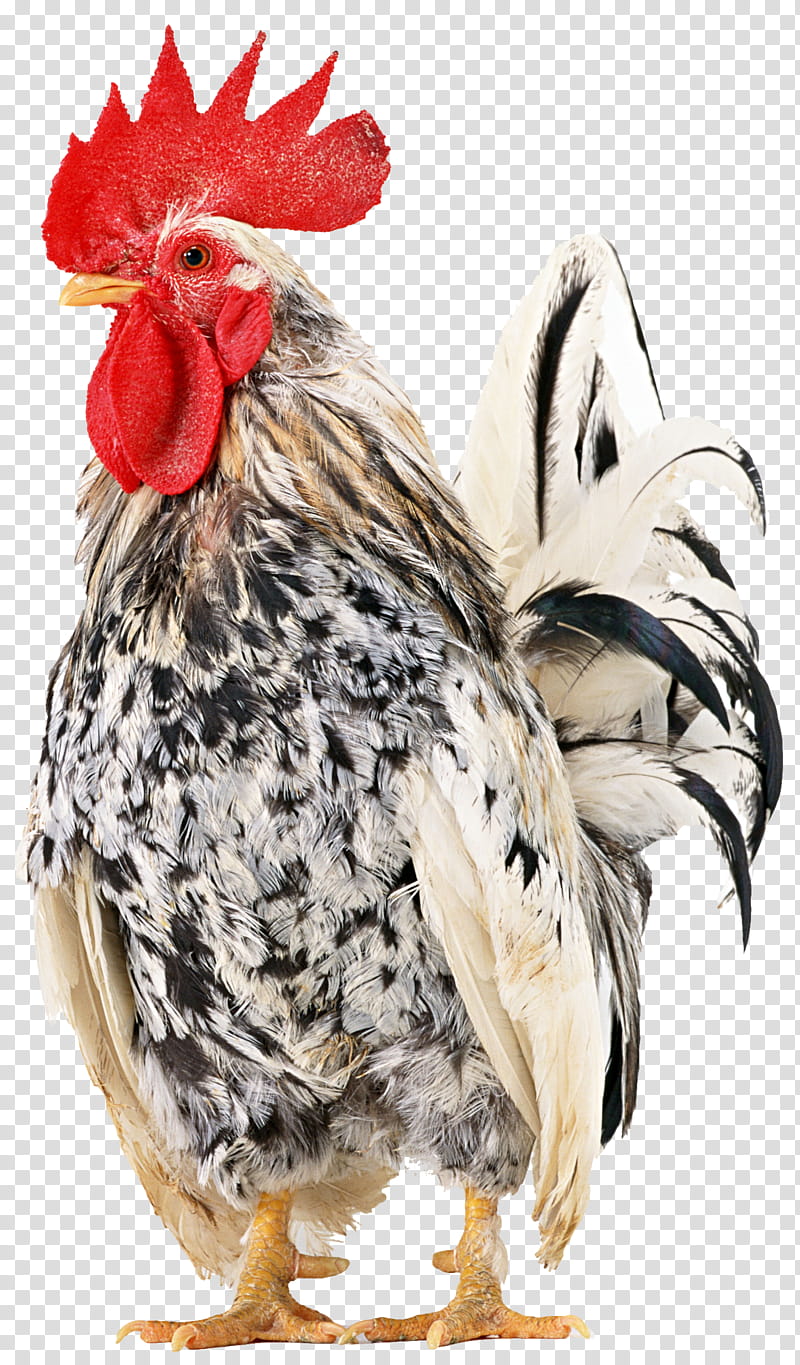 Chicken, Rhode Island Red, Silkie, Leghorn Chicken, Japanese Bantam, Cochin Chicken, Wyandotte Chicken, Shamo Chickens transparent background PNG clipart