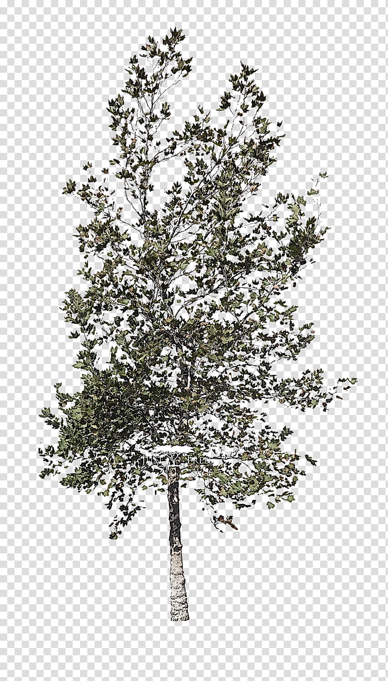 Plane, Tree, Plant, Woody Plant, Canoe Birch, Leaf, Branch, American Larch transparent background PNG clipart