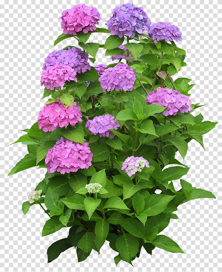 Flower Garden, Plant, Hydrangea, Hydrangeaceae, Cornales, Annual Plant, Shrub, Houseplant transparent background PNG clipart