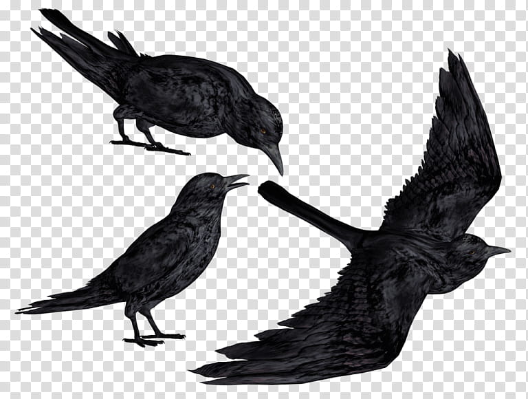 Eagle Drawing, Common Raven, Bald Eagle, Crow, Bird, Silhouette, Crows, Blackbird transparent background PNG clipart