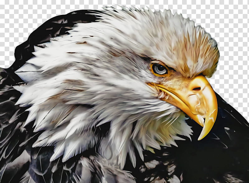 Sea Bird, Bald Eagle, Golden Eagle, Painting, Portrait, , Bird Of Prey, Beak transparent background PNG clipart