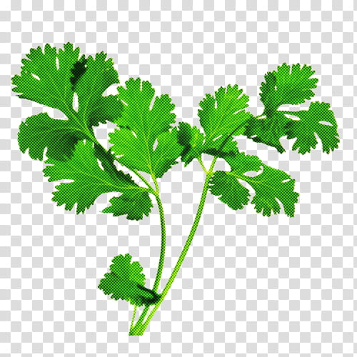 Parsley, Leaf, Leaf Vegetable, Plant, Chervil, Herb, Flower, Parsley Family transparent background PNG clipart