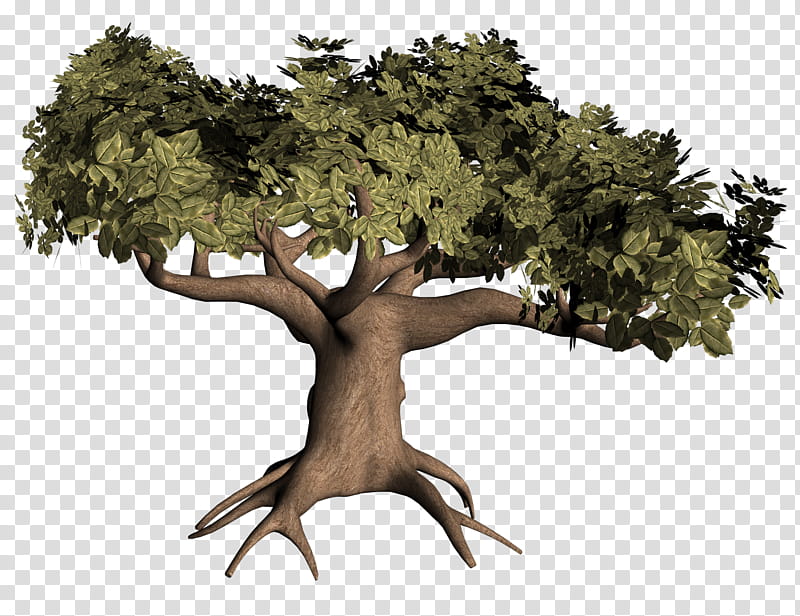 D Trees , green leafed tree D illustration transparent background PNG clipart