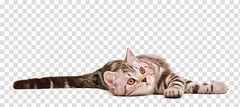 Cat, brown and white cat figurine transparent background PNG clipart