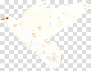 White, Line transparent background PNG clipart thumbnail