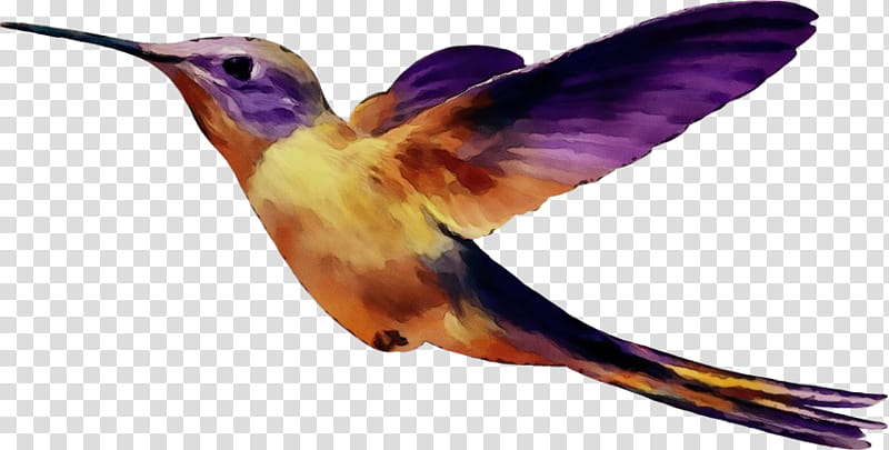 Watercolor Animal, Paint, Wet Ink, Bird, Hummingbird, Birds, Beak, Rufous Hummingbird transparent background PNG clipart
