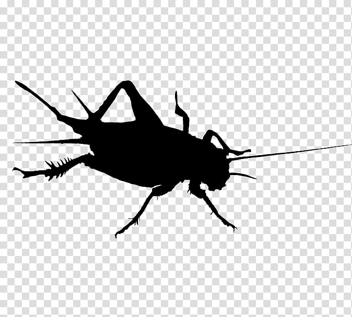 Helicopter, Cockroach, Cricket, Insect, Helicopter Rotor, Silhouette, Line, Membrane transparent background PNG clipart