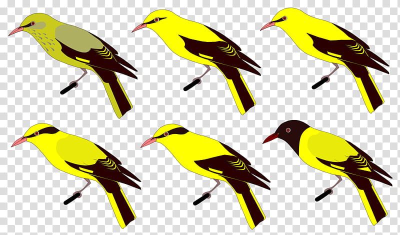 Golden, Eurasian Golden Oriole, Indian Golden Oriole, Bird, Finches, House Sparrow, Beak, Old World Orioles transparent background PNG clipart