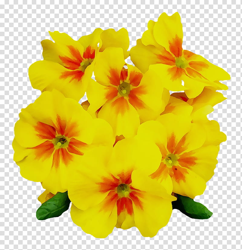 Yellow Flower, Common Eveningprimrose, Largeflowered Eveningprimrose, Cowslip, Missouri Evening Primrose, Bears Ear, Eveningprimroses, Petal transparent background PNG clipart