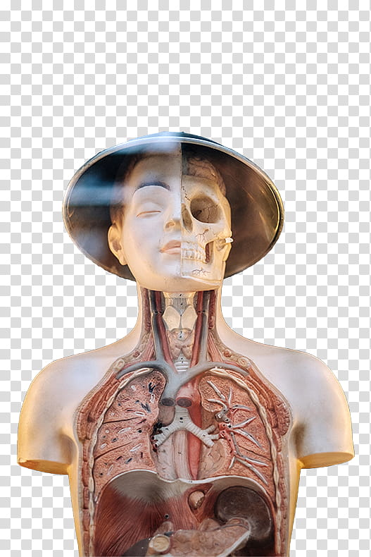 Karolina s, human anatomy mannequin transparent background PNG clipart