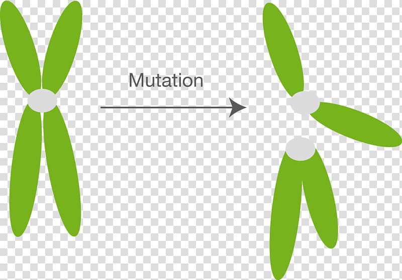 Green Leaf Logo, Mutation, Chromosome Abnormality, Fission, Cell Division, Gene Duplication, Genetics, Chromosomal Inversion transparent background PNG clipart