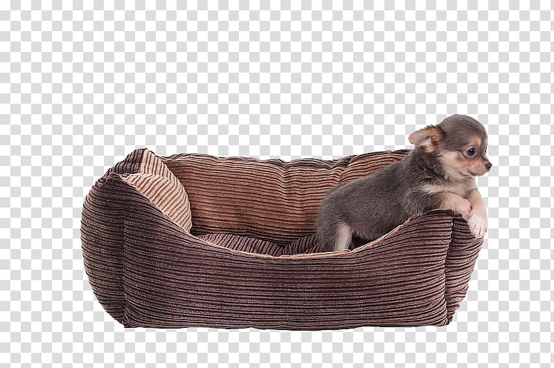 dog, puppy on pet bed transparent background PNG clipart