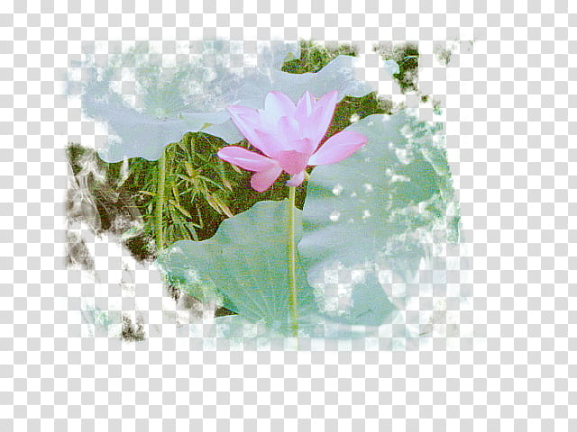 Chinese Style, painting pink flower transparent background PNG clipart