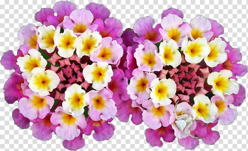 Flowers, West Indian Lantana, Plants, Vine, Rose, Shrub, Flower Garden, Columbine transparent background PNG clipart