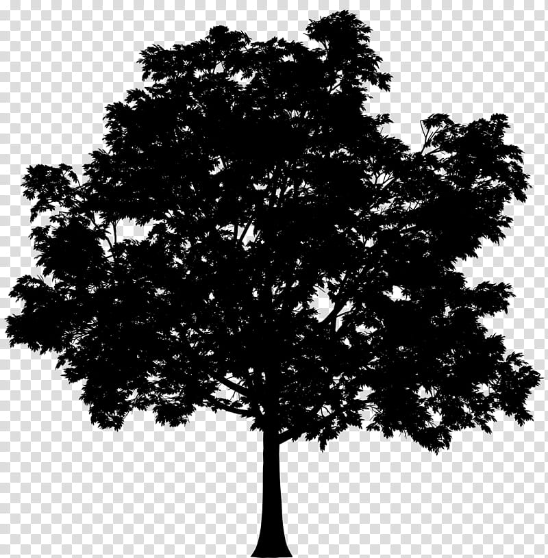 Oak Tree Silhouette, Shrub, Woody Plant, Leaf, Plane, Deciduous, Branch, Maple transparent background PNG clipart
