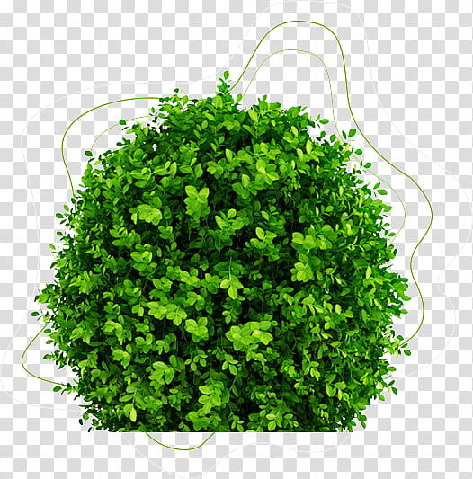 shrub clipart