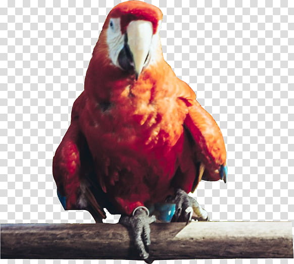 Bird Parrot, Macaw, Beak, Feather, Loriini, Lorikeet, Perico transparent background PNG clipart