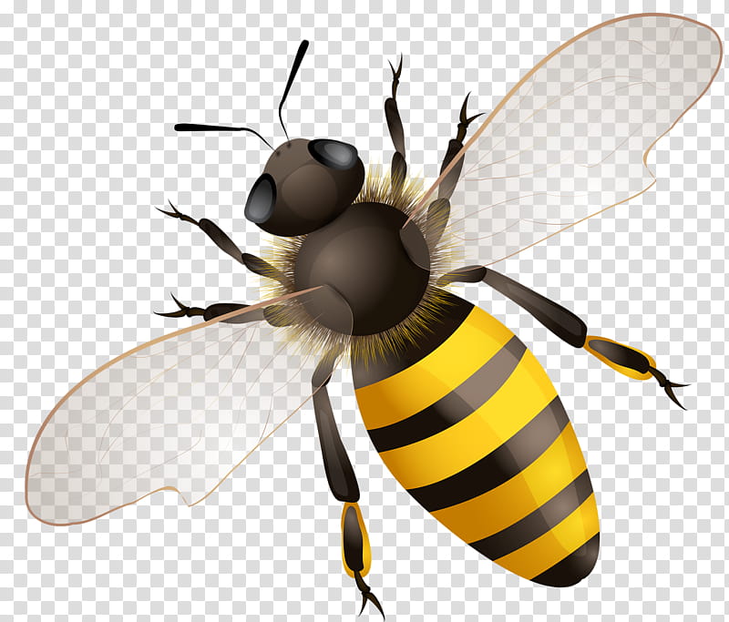 Bee, Hornet, Honey Bee, Beehive, Africanized Bee, Characteristics Of Common Wasps And Bees, Insect, Pest transparent background PNG clipart
