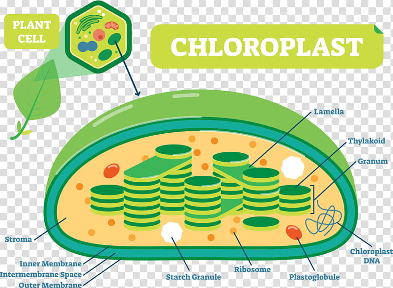 Plant Leaf, Plant Structure, Plant Cell, Chloroplast, Plants, Diagram, Vacuole, Biology transparent background PNG clipart