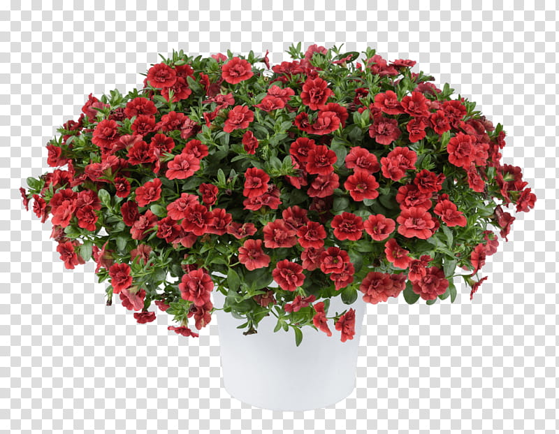 Floral Flower, Garden Roses, Cut Flowers, Annual Plant, Calibrachoa, Floral Design, Artificial Flower, Plants transparent background PNG clipart