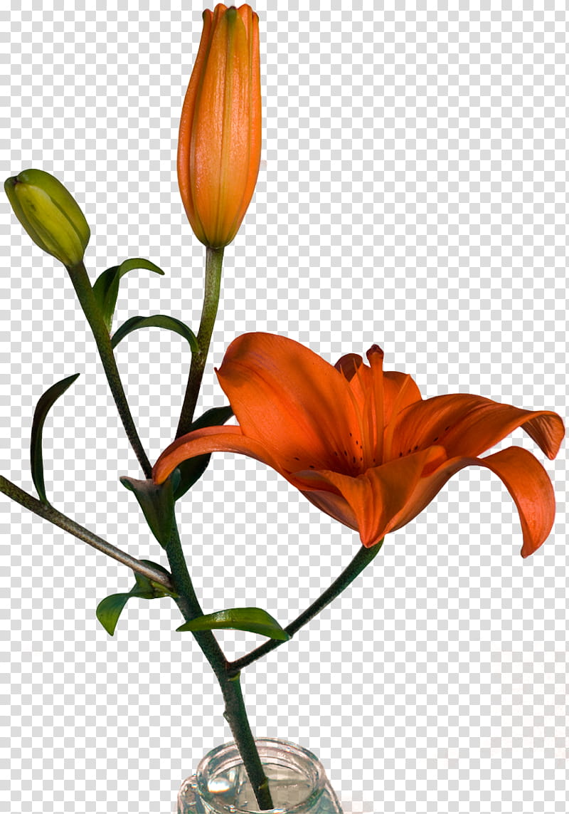 Lily Flower, Floral Design, Vase, Cut Flowers, Plant Stem, Orange Sa, Plants, Lily M transparent background PNG clipart